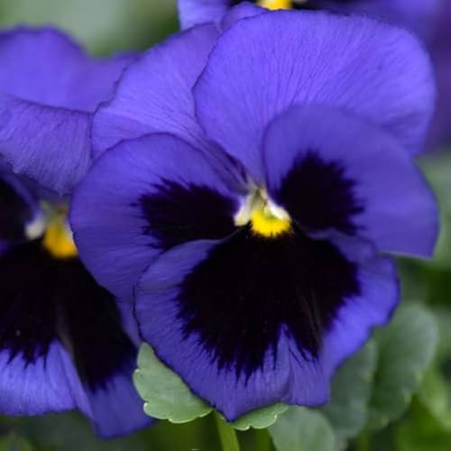Semi di Viola del Pensiero Gigante, Colore Viola, Semi Rari