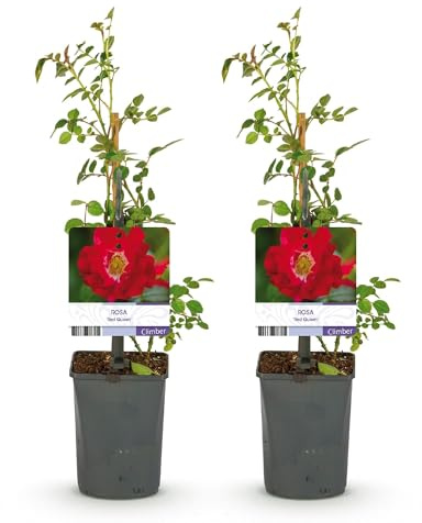 GreenboutiQ - Rosier grimpant - Rosa Red Queen - Fleurs rouges - Peu d'entretien - 2 plantes - Pot 11cm Hauteur 40cm