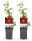 GreenboutiQ - Rosier grimpant - Rosa Red Queen - Fleurs rouges - Peu d'entretien - 2 plantes - Pot 11cm Hauteur 40cm
