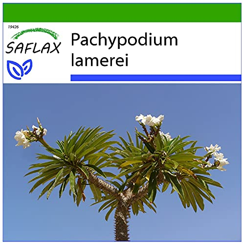 SAFLAX - Madagascar Palm - 10 Seeds - with Soil - Pachypodium lamerei