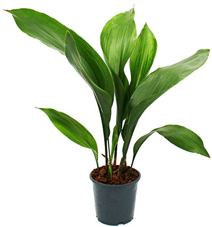 Exotenherz - Schusterpalm – Aspidistra elatior – krukväxt – 15 cm kruka