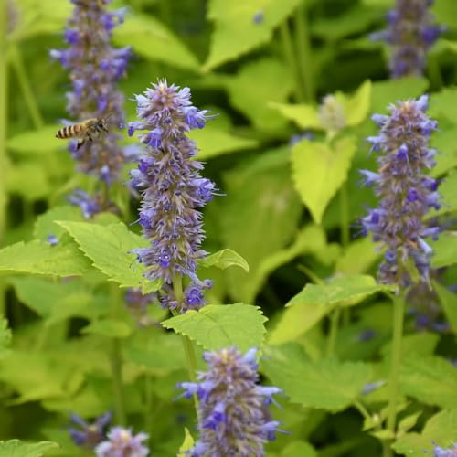 semi di ortica profumata - biologici giardino resistenti per balcone in vaso per esterni 350pcs