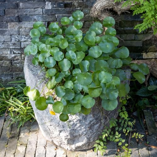 glückstalersamen, Pilea peperomioides, rankpflanzen Chinesischer Geldbaum hochbeete für garten blumensamen bio alte sorten balkonpflanzen seltene kletterpflanzen indoor gewächshaus 80pcs