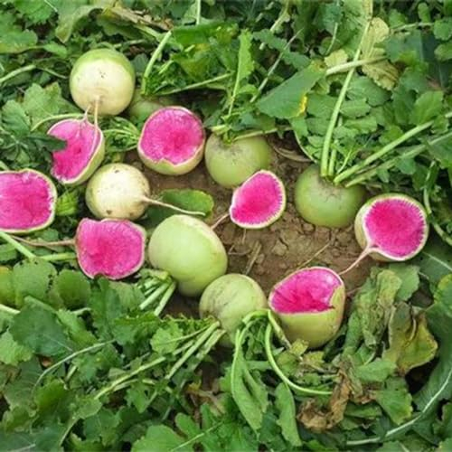 Shulemin Rettichsamen, 50 Stück/Beutel, Rettichsamen, hohe Keimung, essbar, nahrhaft, schnell wachsendes Gemüse, Rettichsamen, Haushaltssamen für die Gartenbepflanzung Purpurrot