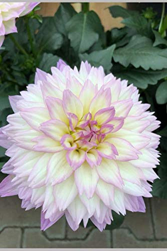Mein Garten: Dahlie: Tagebuch, Notizbuch, Notizheft