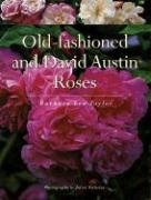 Old-Fashioned and David Austin Roses