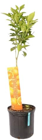 Naranjo en CasaNatural Disfruta de la Cosecha de tu Propio Árbol Frutal
