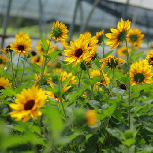 semillas de girasol, jardín, girasoles silvestres de balcón Decoración de jardín para exteriores, alfombra, cubierta perenne 100pcs