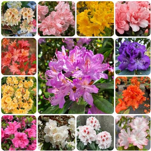 Azalee, für sonnige plätze Rhododendron, gartenpflanzen balkonpflanzen winterhart exotische seltene 400Samen