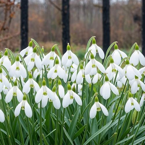 FLORIUM Schneeglöckchen Galanthus Zwiebeln Super Kollektion | 50 Blumenzwiebeln Winterhart e mehrjährige Mischung | Pflanzen aus Holland für Garten und Topf