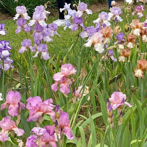 Bulbos de iris - resistentes decoración jardín exteriores 4pcs