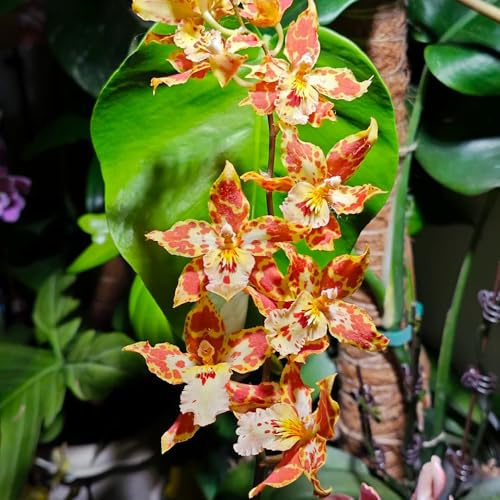 Semi di orchidea Oncidium - organico estivi arredamento del soggiorno semi di come bomboniera raro resistenti resistenti per giardini rocciosi da 350pcs