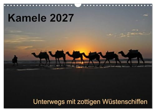 CALVENDO - Kamele 2027 - Unterwegs mit zottigen Wüstenschiffen (Wandkalender 2027 DIN A3 quer), Monatskalender: Dieser Kalender nimmt sie mit auf ein Kameltrekking an der marokkanischen Atlantikküste