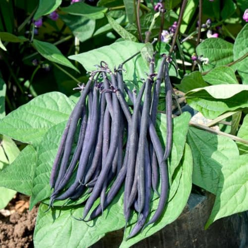 Dwarf Bean 'Mistik' - World's First Purple Podded French Bean, Ornamental-Edible Variety for Patio and Small Gardens - 1 Packet (40 Seeds) by Thompson & Morgan