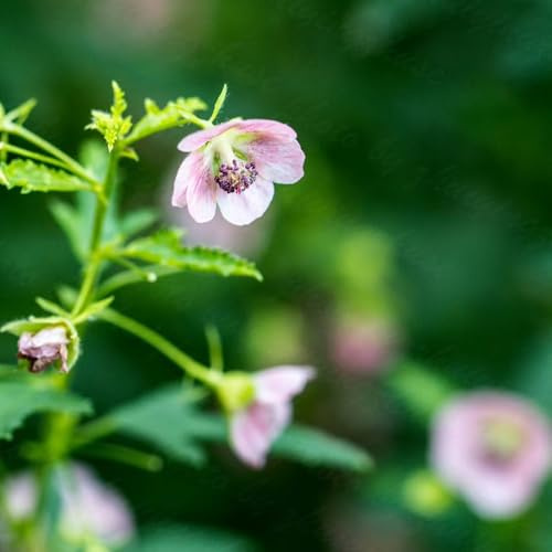 veri semi biologici di malva Althaea officinalis, semi di biologici esotiche regali per gli amanti del giardino per luoghi soleggiati selvatici 150pcs