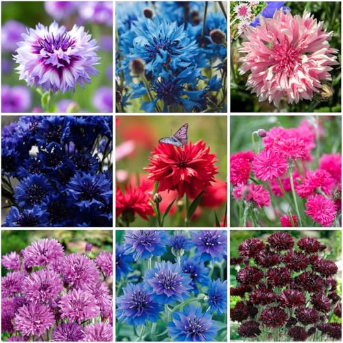 Mixrug 1007+ Cornflower Seeds Mix for Planting, Dwarf Cornflower Seeds Perennial, Corn Flower Seed Non-GMO Heirloom Plant Seed Garden Outdoor