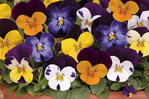 Perfect Plants - Pansy Spring Mix Bedding Plants Outdoor Garden Ready - 6 x Spring Pansies Garden Ready to Plant - Outdoor Plants Great for Hanging Basket or Gifts