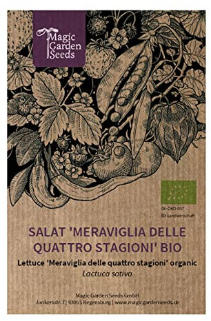Lattuga a cappuccio 'Meraviglia delle quattro stagioni' (Lactuca sativa) biologica - circa 160 semi