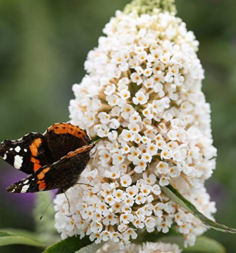 Sommerflieder White Profusion 125-150cm - Buddleja
