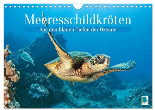 Meeresschildkröten: Aus den blauen Tiefen der Ozeane (Wandkalender 2026 DIN A4 quer), CALVENDO Monatskalender: Meeresschildkröten: Freiheit in den Tiefen der Meere (CALVENDO Tiere)