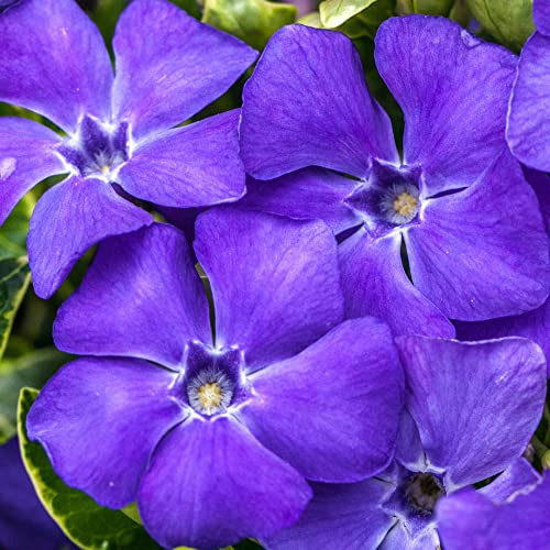 Vinca minor Ralph Shugert - Arbuste de Jardin Fleuri Prêt à Planter - Plante Retombante en Pot – Idéale pour les Massifs, les Bordures et plus encore