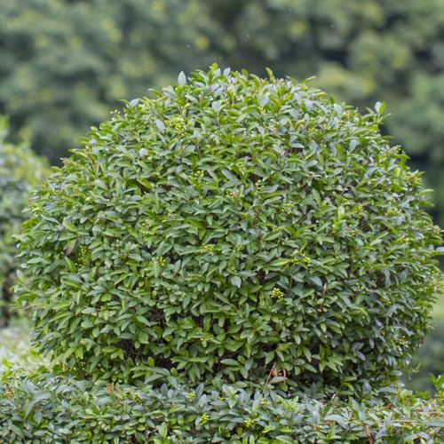 ligustro, ornamentali giardino esterni in vaso 200semi