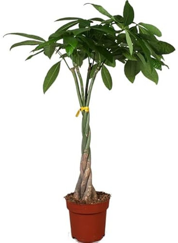 Planta Natural de Tronco Trenzado Conocida como Pachira Aquatica