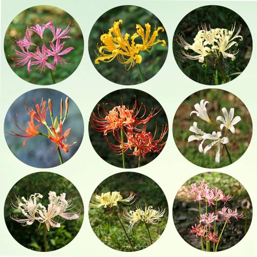 bulbos de lycoris radiata - lirio araña, jardin balcon perennes con resistentes de interior 3pcs