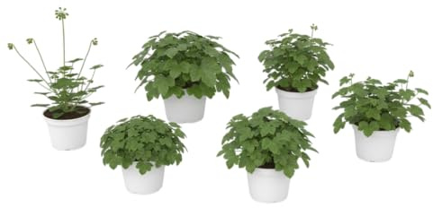 Pack Exterior Elegante – Seis Geranio Perfumado Antimosquitos Natural en Maceta | DECOALIVE Plantas Aromáticas de Exterior para Terraza y Jardín