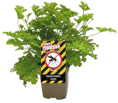 Geranio Antimosquitos Natural Planta para el Jardín o la Terraza Fácil de Mantener