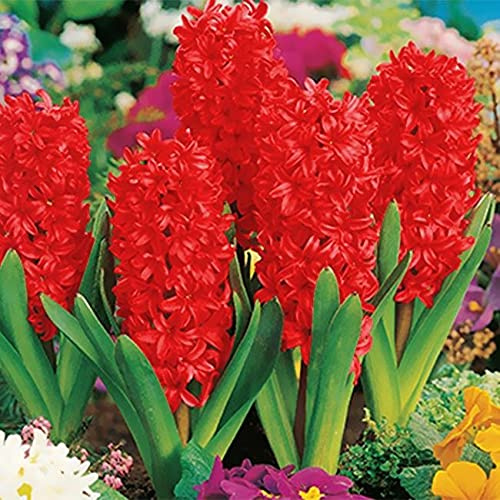 Blue Magic Design 10 prepared fragrant garden bedding Red Pearl Hyacinth corm perennial plants - 16/17cm flower bulb- Summer Autumn gardening