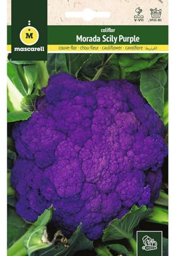 Mascarell Semillas, COLIFLOR, Semillas Huerto, COLIFLOR MORADA SICILY PURPLE, Crea tu Propio Huerto Urbano y Cultivo en Casa, Plantas Hortícolas, 2 Gramos