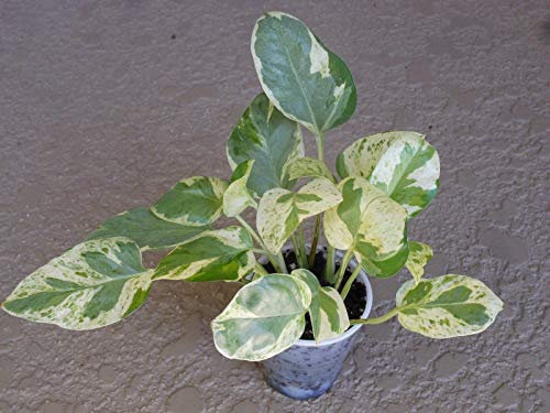 Semi di germinazione: Lierre, Perles de Pothos et Jade
