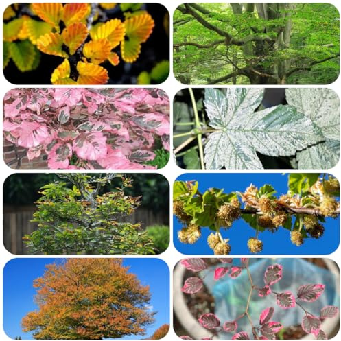 rotbuche, immergrüne winterhart rotbuchenhecke für sonnige plätze gartenarbeit geschenk 300samen