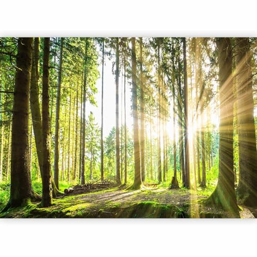 murando - Carta da Parati Moderna Spessa per Cameretta, Foresta, 300x210 cm | Fotomurali in TNT, Spessore Maggiore, Decorazione da Muro XXL, Poster Giganti da Parete, Paesaggio, Produzione Europea