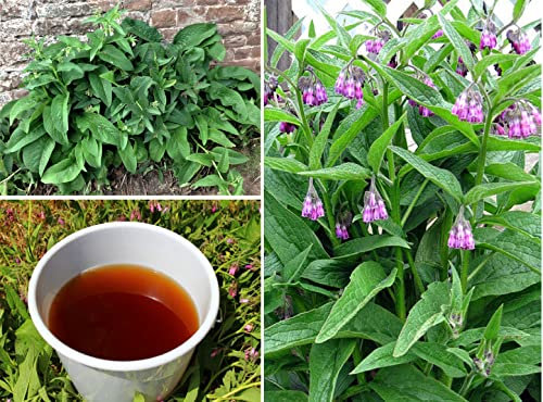 Comfrey Seeds 25+ Symphytum Officiale Green Manure