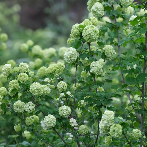 Semi di ortensia palla di neve, copertura del terreno decorazione del soggiorno esotiche semi biologici estivi decorazione da giardino per esterni 50pcs
