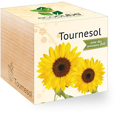 Feel Green Ecocube Tournesol Certifiées Bio, Idée Cadeau (100% Ecologique), Grow-Your--Own/Kit Prêt-à-Pousser, Plantes Dans Des Cubes En Bois 7.5cm, Produit En Autriche