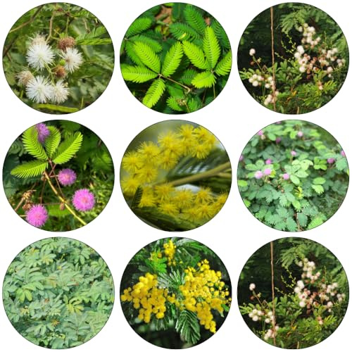 mimosen pflanzensamen schnittblumen pflanzenkübel topfpflanzen biosaatgut dekopflanzen gartenkräuter bodendecker winterhart mehrjährig kräutersamen mehrjährige blumensamen wildkräuter 10samen