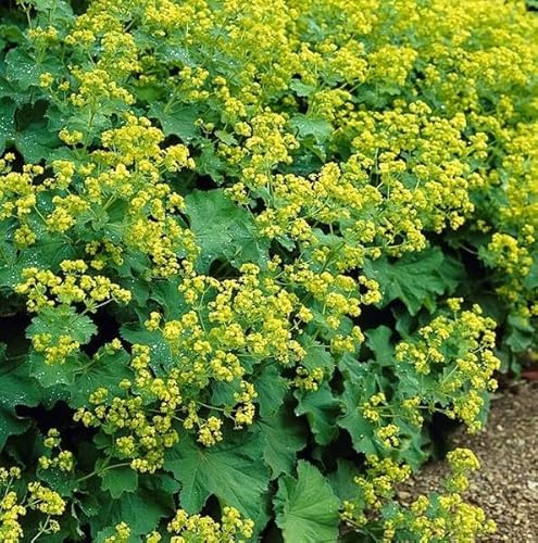 Weicher Frauenmantel Alchemilla mollis Bodendecker 6 Pflanzen Ø9 cm 10-25