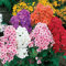 PHLOX DRUMMONDI ALTO MISCUGLIO NR.50 SEMI