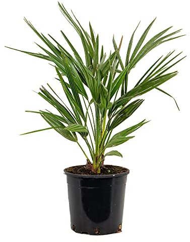 Bloomique - Chamaerops Humilis - Europäische Zwergpalme - Palmen Winterhart Draußen - Höhe 60-70 cm - Topf 19 cm