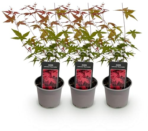 Acer palmatum Beni-maiko Lot de 3 plantes, 12 cm, hauteur : env. 35 cm, érable du Japon avec feuilles rouge vif et couleur automnale orange, facile d'entretien