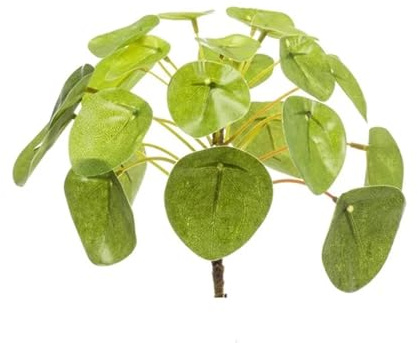 Chinesischer Geldbaum – Pilea Mini Busch – Zimmerpflanze – 13 cm – Kompakt & pflegeleicht – Grüner Blickfang für Tisch, Regal & Schreibtisch