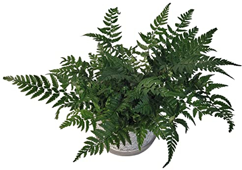 3 verschiedene BIO Farne ║ geeignet für Indoor und Outdoor ║ BIOLAND-Qualität, garantiert frei von synthetischen Pflanzenschutzmitteln ║ ungiftig ║