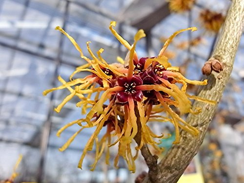 Zaubernuss 'Barmstedts Gold' - Hamamelis interm. Barmstedts Gold - Containerware, 80-100 cm - Garten von Ehren®