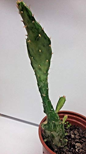 Opuntia monacantha iagated iety? Giovane UK Grown Cactus Pianta Nuova N3