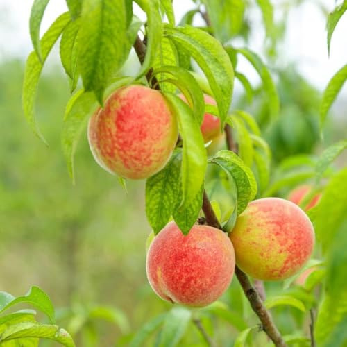 semillas resistentes del melocotonero, bonsái de interior bonsái con semillas resistentes para jardín, de techo verde 16pcs