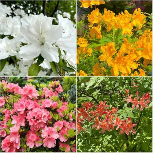 semi di rododendro resistenti resistenti azalea balcone semi balcone resistenti - serie rare - per giardino giardino rododendro 450pcs