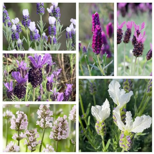 Semi di lavanda, resistenti all'inverno, giardino da balcone, tappezzante 850pcs